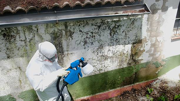 Trusted Basement Mold Remediation service in Greenbackville, VA - Cheap Mold Removal